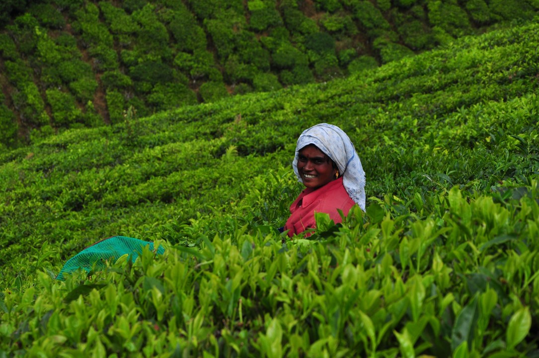 Munnar (10)